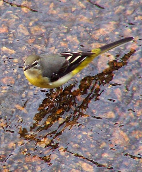 Archivo:Grey Wagtail.jpg