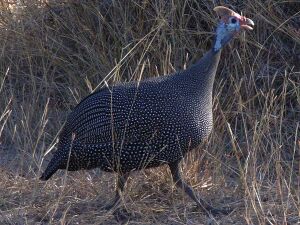 Helmeted guineafowl kruger.jpg
