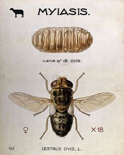 The larva and fly of the sheep-nostril-fly (Oestrus ovis). C Wellcome V0022564.jpg