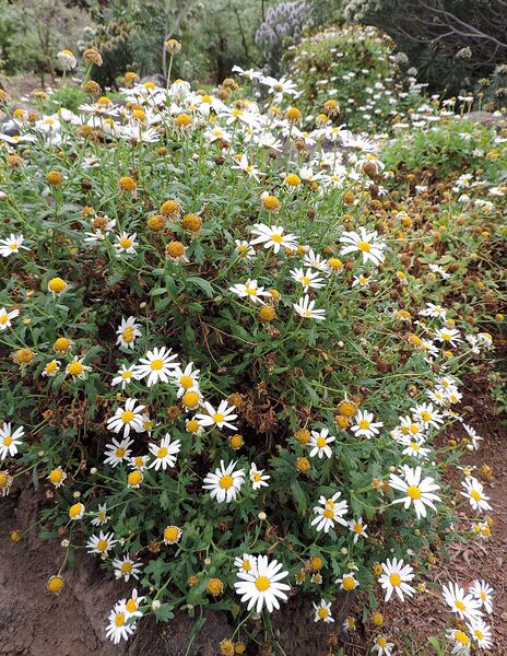Archivo:Argyranthemum coronopifolium kz1.JPG