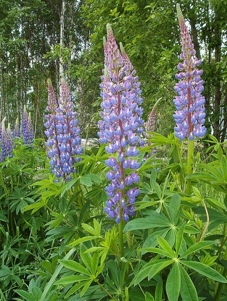 Archivo:Lupinus polyphyllus3.JPG