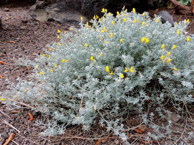 Archivo:Lotus holosericus kz1.JPG