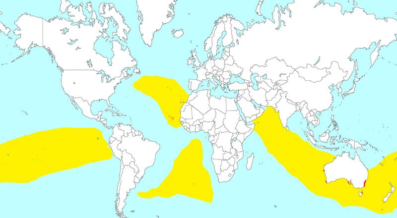 Archivo:Pelagodroma marina dist.jpg