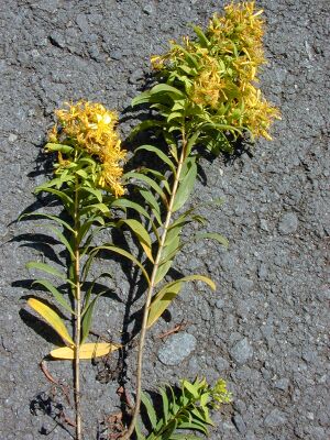 Starr 010423-0058 Hypericum canariense.jpg