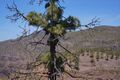 Kanarische Kiefer - Gran Canaria - Pinus canariensis - börste.jpg