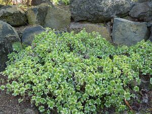 Aeonium viscatum.jpg