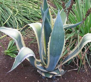 Agave americana variedad marginata.JPG