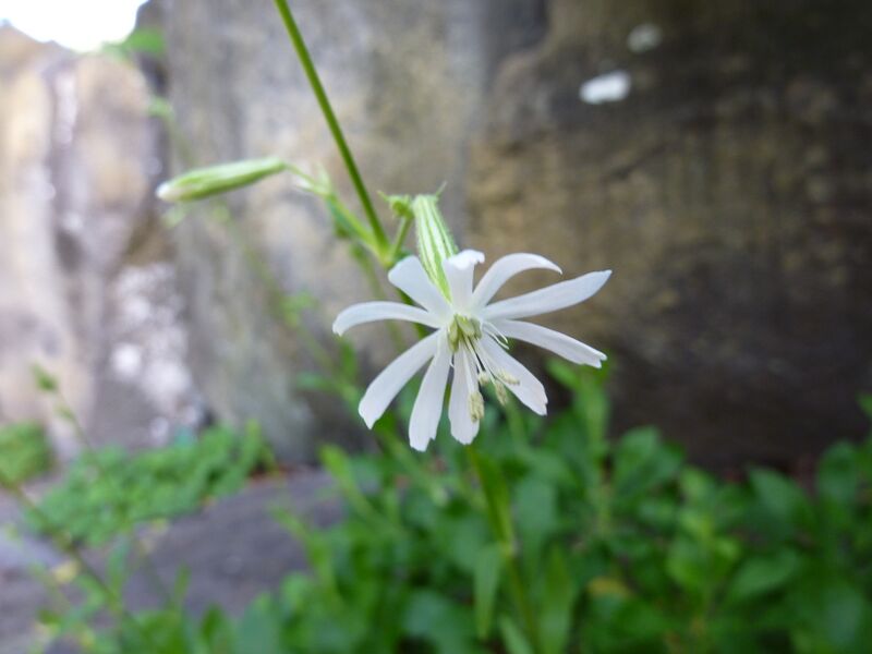 Archivo:Silene tamaranae - flower.jpg
