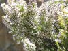 Erica arborea JPG1.jpg