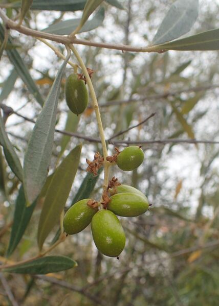 Archivo:Olea cerasiformis kz01.jpg