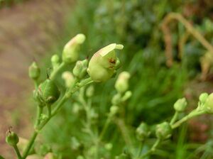 Scrophularia smithii Tenerife 2.jpg
