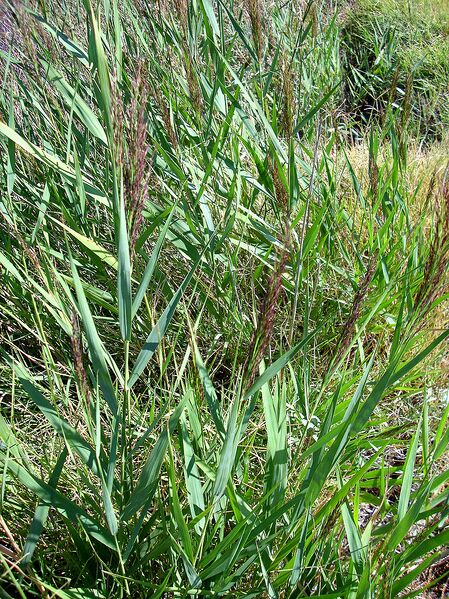 Archivo:Phragmites australis habitus 15August2009 LagunadeCaracuel.jpg