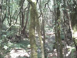 Garajonay054.JPG