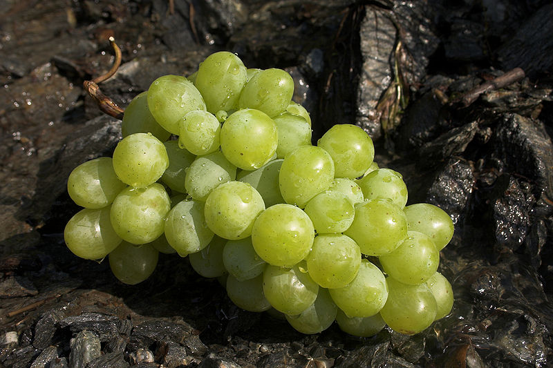 Archivo:Green Grape 3.jpg