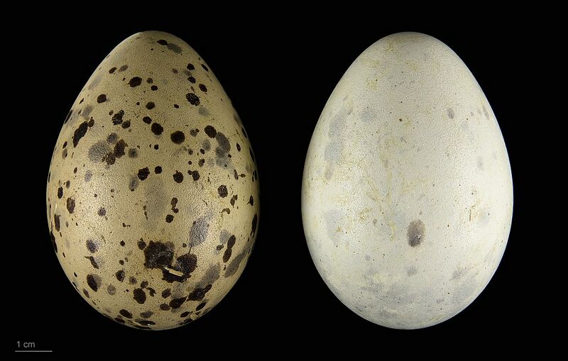 Archivo:Larus argentatus argenteus MHNT.ZOO.2010.11.122.16.jpg