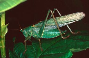 Tettigonia.viridissima.02.jpg
