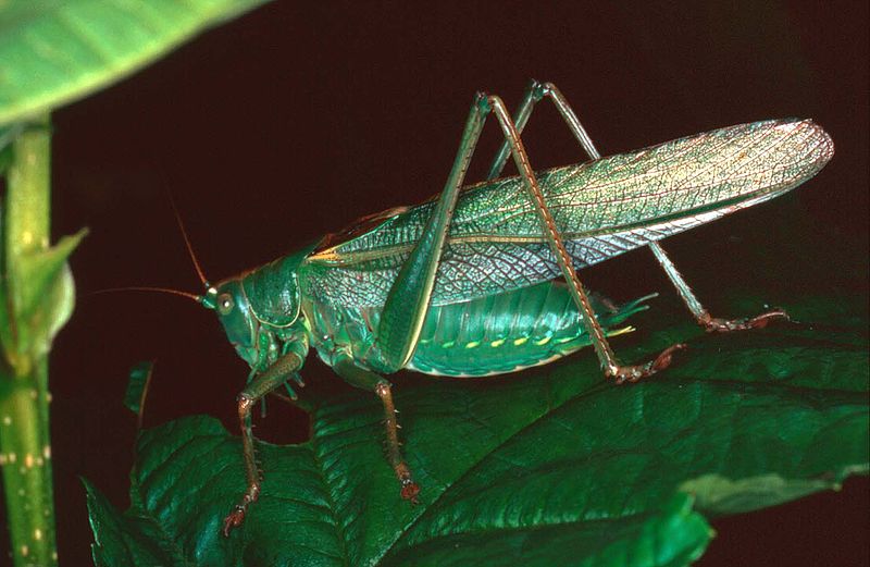 Archivo:Tettigonia.viridissima.02.jpg