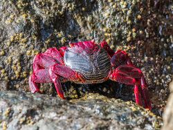 Grapsus adscensionis (27840731639).jpg