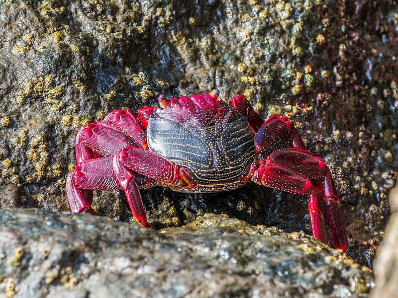 Archivo:Grapsus adscensionis (27840731639).jpg