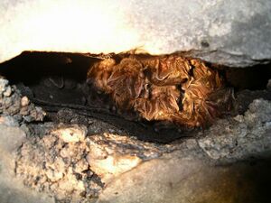 Barbastelle barbastellus2.JPG