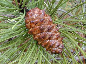 Starr 010515-0122 Pinus pinaster.jpg