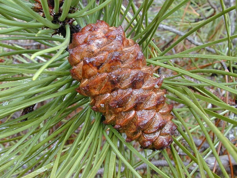 Archivo:Starr 010515-0122 Pinus pinaster.jpg