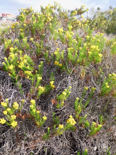 Archivo:Allagopappus viscosissimus kz3.JPG