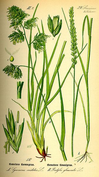 Archivo:Illustration Dactylis glomerata0.jpg