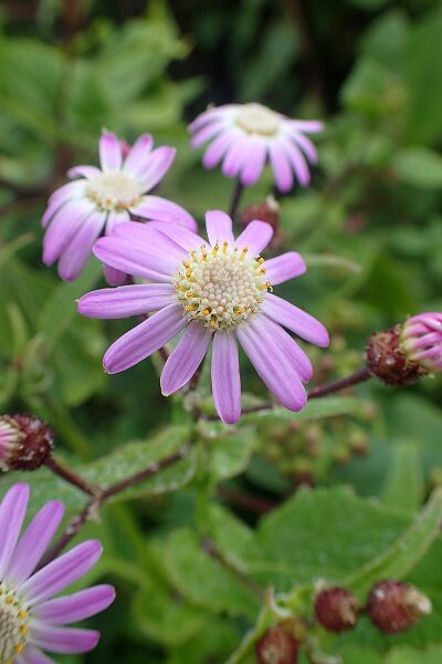 Archivo:Pericallis echinata kz2.jpg