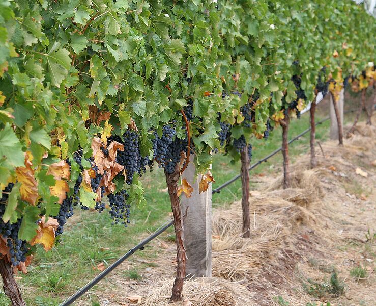 Archivo:Grape vines.jpg