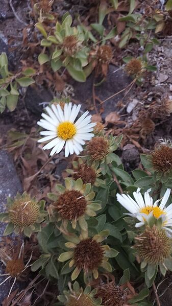 Archivo:Asteriscus schultzii.jpg