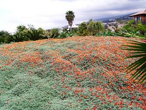 Lotus berthelotii4.jpg