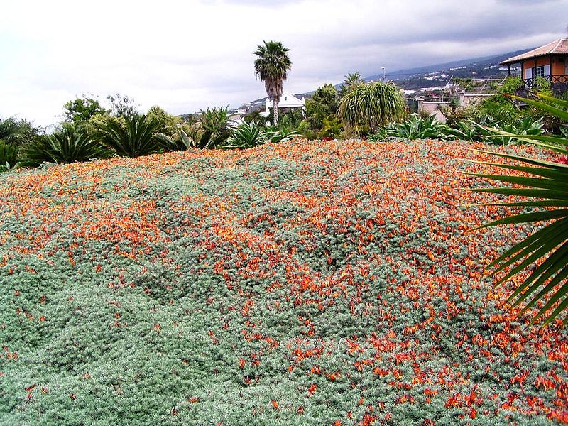 Archivo:Lotus berthelotii4.jpg