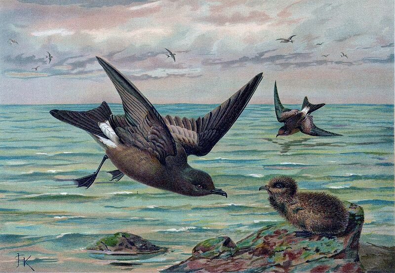 Archivo:Oceanodroma leucorhoea (Naumann).jpg