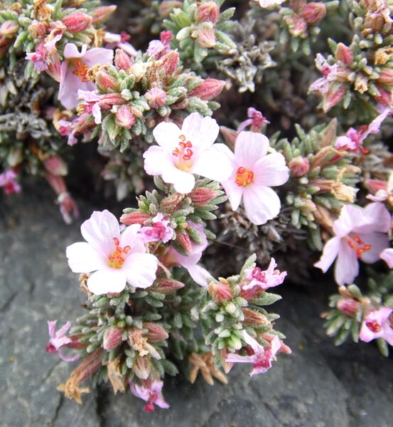 Archivo:Frankenia capitata kz4.JPG