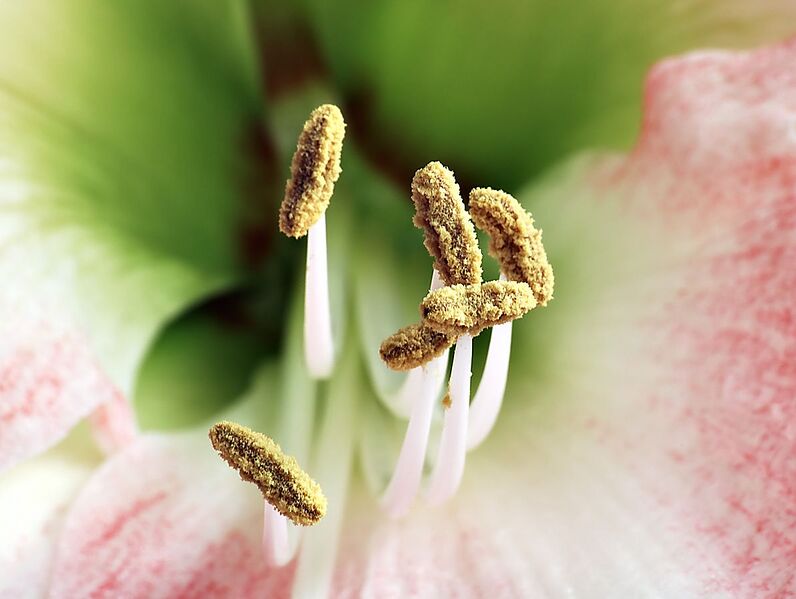 Archivo:Amaryllis stamens aka.jpg