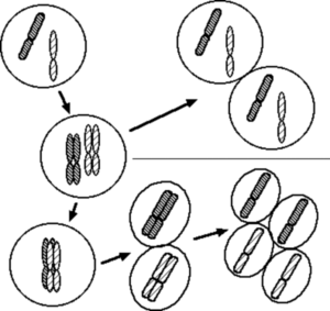 Chromosomes in mitosis and meiosis.png