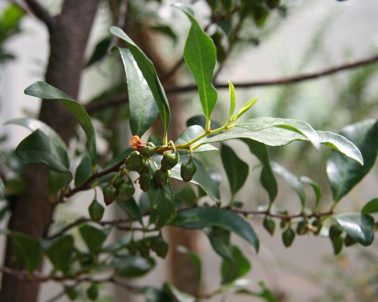 Archivo:Visnea mocanera 02.jpg