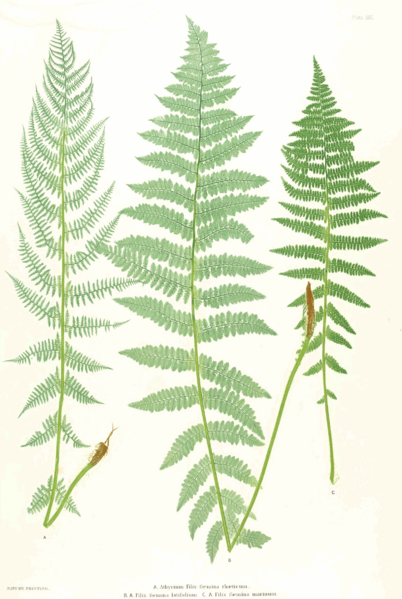 Archivo:Athyrium filix-femina Moore31.png