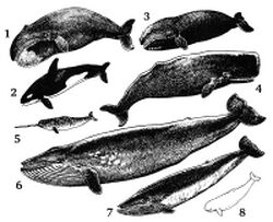 Cetacea.jpg