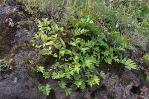 Img 5355-habitat-polypodium-a-10.jpg