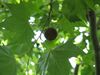Platanus x hispanica leaves fruit bgiu.jpg