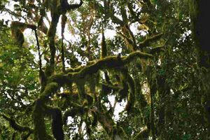 Garajonay La Gomera.jpg