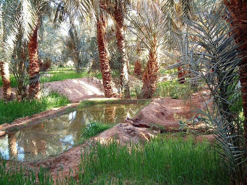 Archivo:Oasis Timimoun.jpg