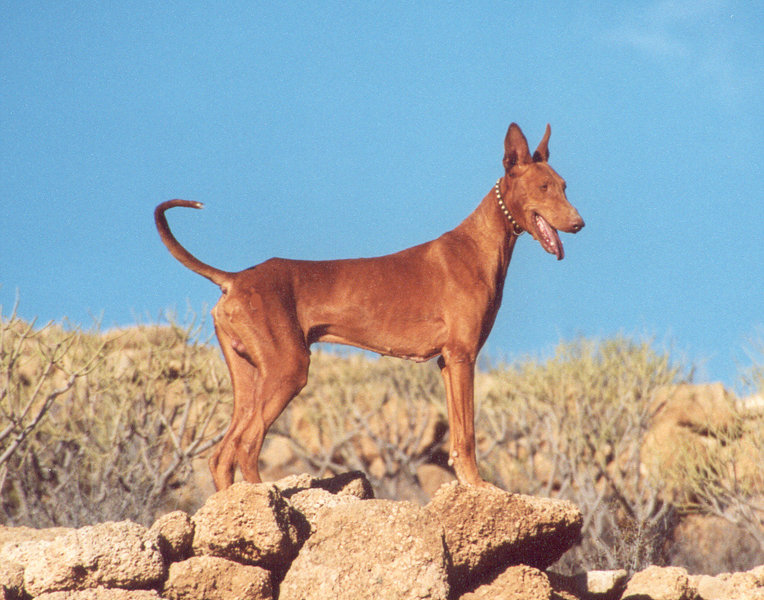 Archivo:Podenco Canario 2.jpg