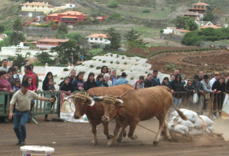 Archivo:Arrastre de Ganado.jpg