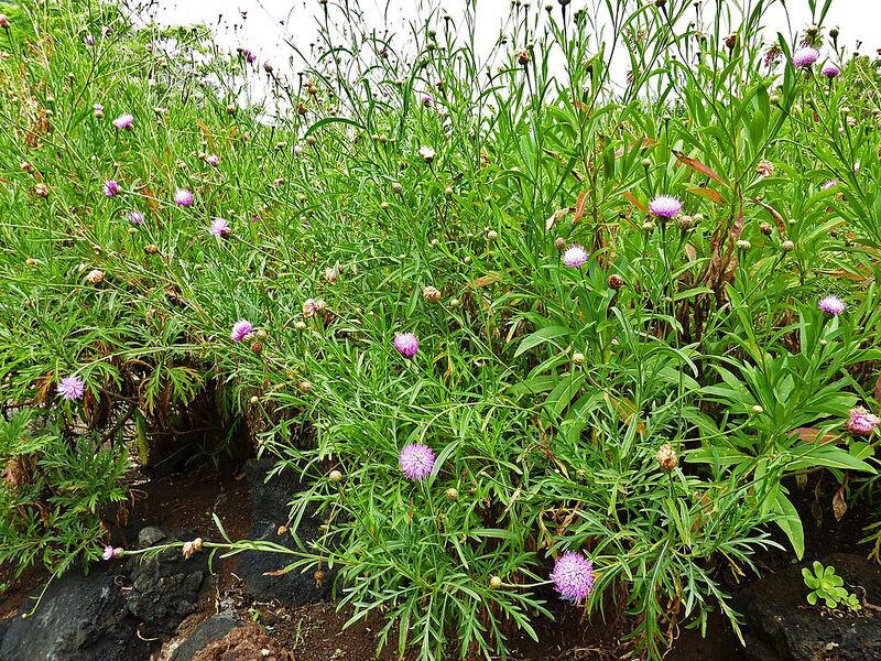 Archivo:Cheirolophus falcisectus.jpg