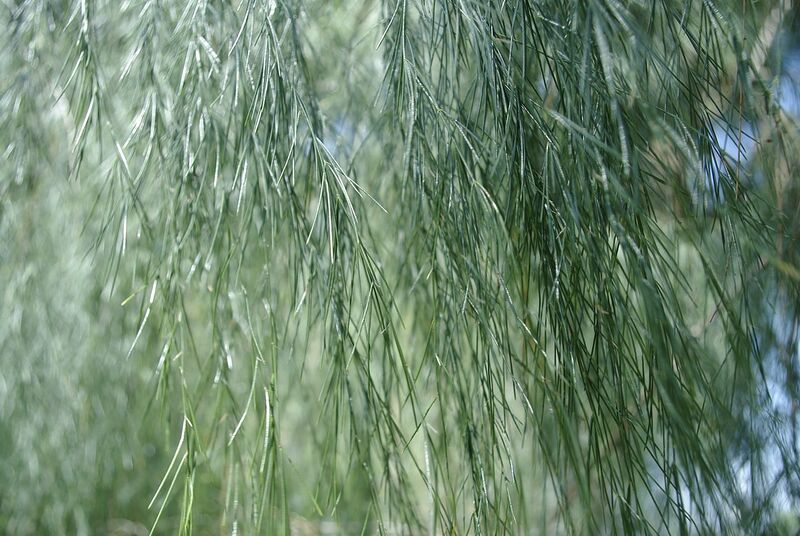 Archivo:Asparagus plocamoides (3).JPG