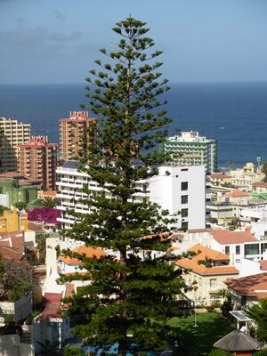 Tree Tenerife.JPG