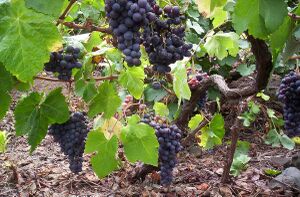 Listan Negro grapes in Tenerife.jpg